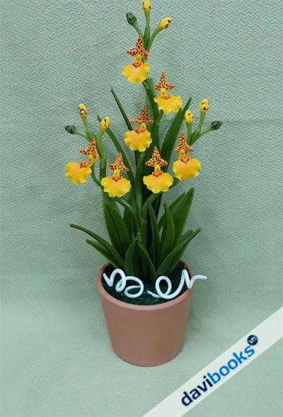 (ad11529) Chậu Lan Vũ Nữ
