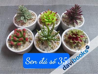 (ad11513) Chậu Sen Đá 35