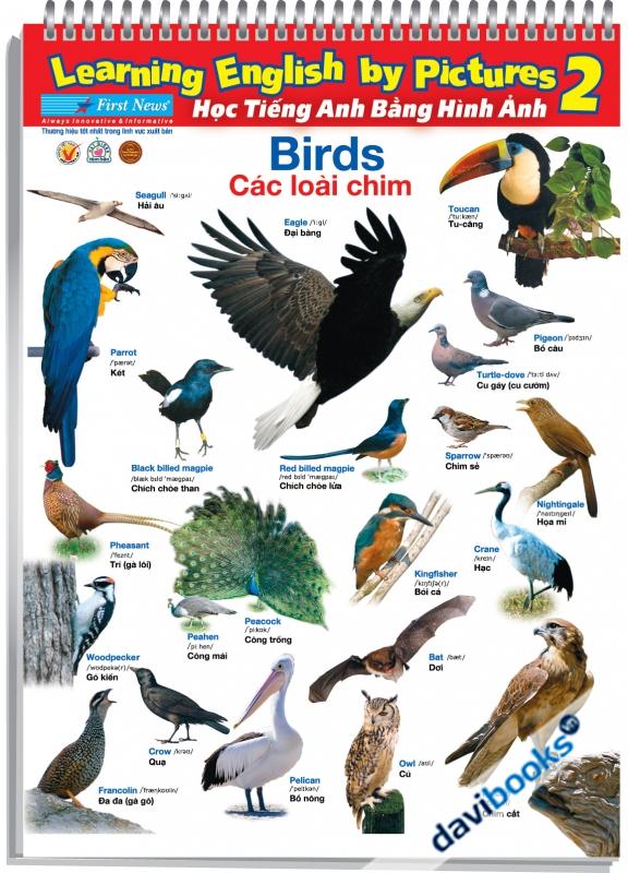 Poster Học Tiếng Anh Bằng Hình Ảnh Khổ Nhỏ 2