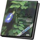 Nụ tầm xuân Phạm Duy Duet Piano Violin